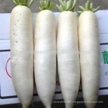 R13 Hanbaiyu high quality hybrid white radish seeds, hybrid vegetable seeds